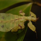 Insect or leaf?