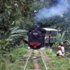 Steam in the jungle