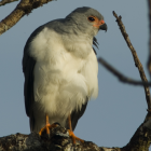 Accipter poliocephalus