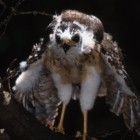 Accipiter sp. juvénile