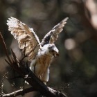 Accipiter sp. juvénile