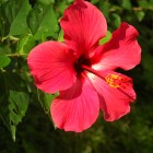 Hibiscus