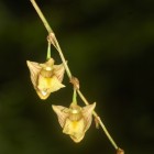 Orchidées