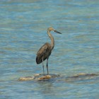 Ardea sumatrana sumatrana