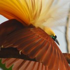 Greater Bird-of-Paradise