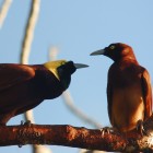 Greater Bird-of-Paradise