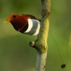 King Bird-of-Paradise