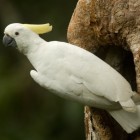 Cockatoo