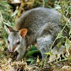 Wallaby