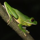 Giant tree frog