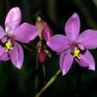 Orchidées