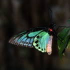 Ornithoptera