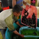 Young groupers