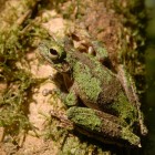 Tree frog