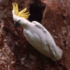 Cacatua galerita eleonora