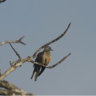 Cacomantis variolosus variolosus