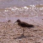 Calidris subminuta?