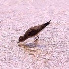 Calidris subminuta?