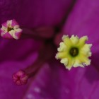 Bougainvillier