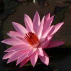 Water lily