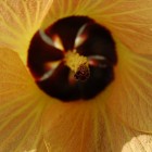 Flower on the shore