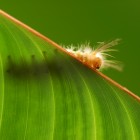 Caterpillar