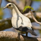 Ducula bicolor