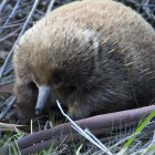 Echidné