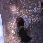 Eclectus roratus aruensis