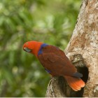 Eclectus roratus aruensis femelle