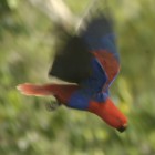 Eclectus roratus aruensis femelle