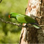 Eclectus roratus aruensis mâle