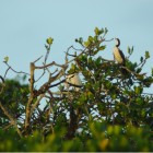 Egretta sacra sacra&Microcarbo melanoleucos melanoleucos