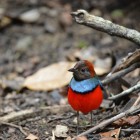 Erythropitta macklotii macklotii