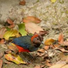 Erythropitta macklotii macklotii