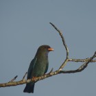 Eurystomus orientalis waigiouensis