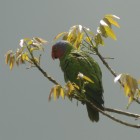 Geoffroyus geoffroyi aruensis