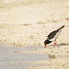 Haematopus longirostris