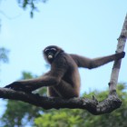 Gibbon