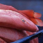 Pasar ikan (Marché aux poissons)