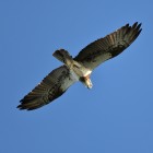 Australian Osprey