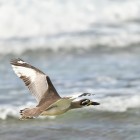 Beach Thick-knee