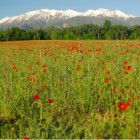 Coquelicots