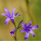 Fleurs