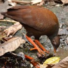 Megapodius reinwardt reinwardt