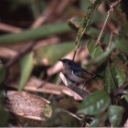 Melanocharis nigra chloroptera