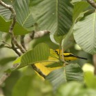 Carterornis (Monarcha) chrysomela mâle