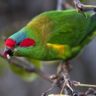 Lori à bandeau rouge