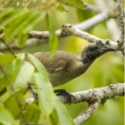 Philemon (buceroides) novaeguineae aruensis