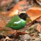 Pitta novaeguineae goodfellowi